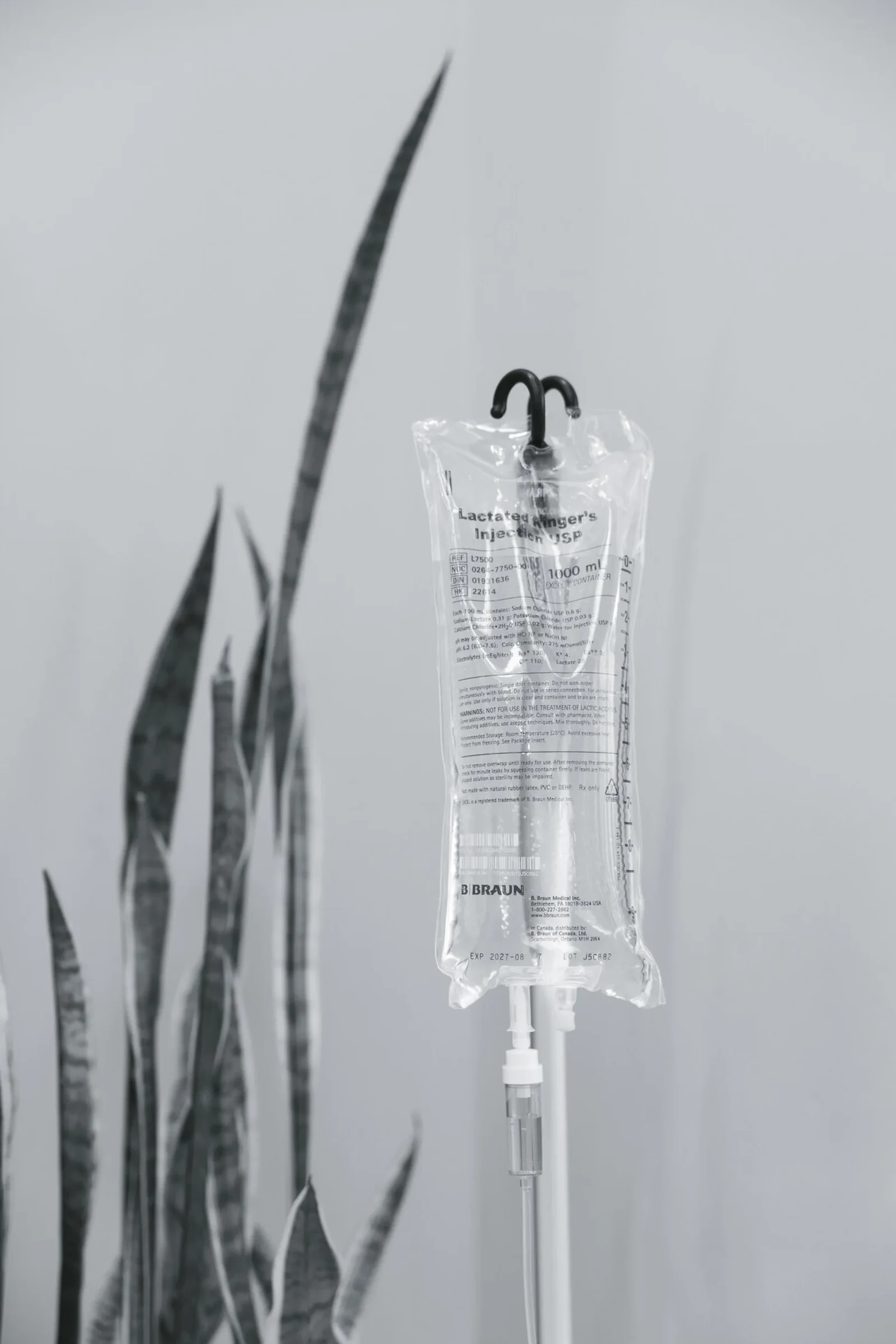 A hanging IV bag beside a snake plant, in black and white — the kit set up and waiting